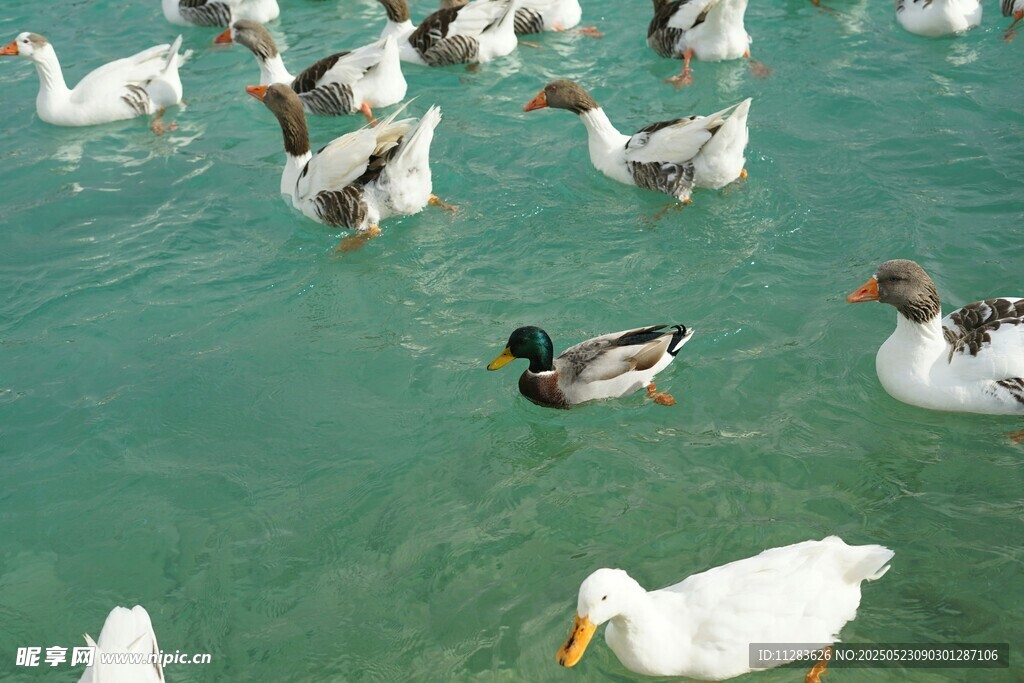 水中群鸭嬉戏图