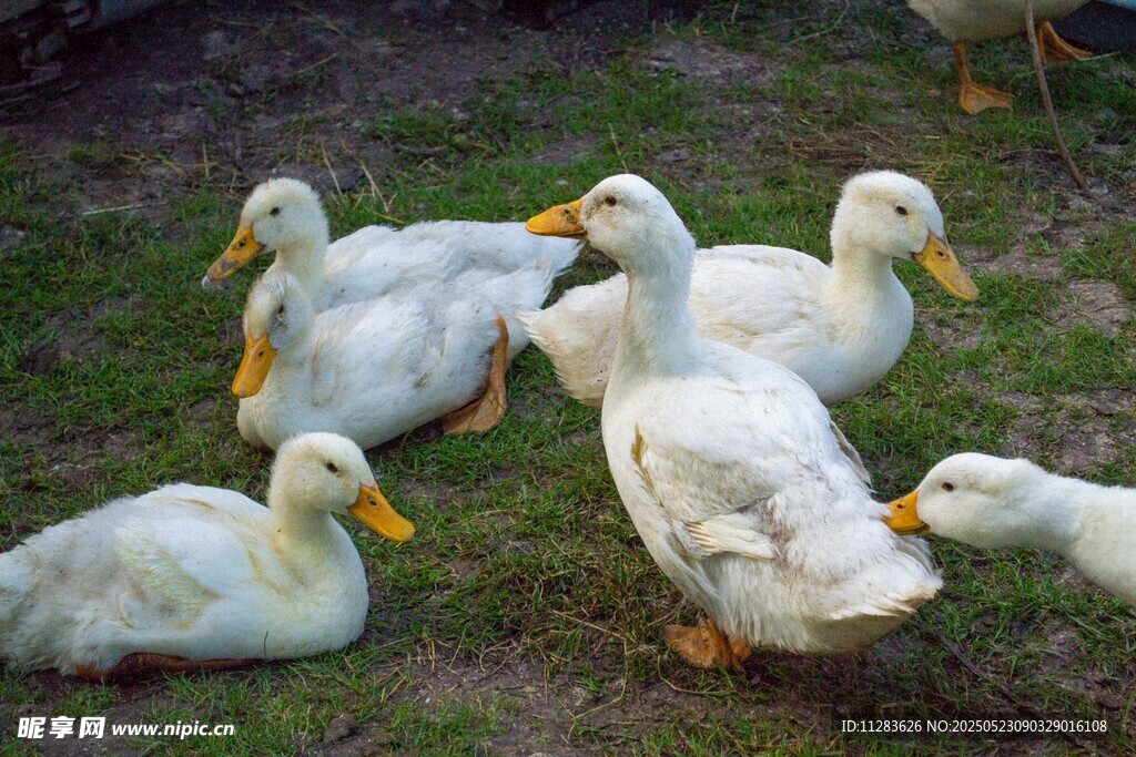 草地上的一群白鸭子