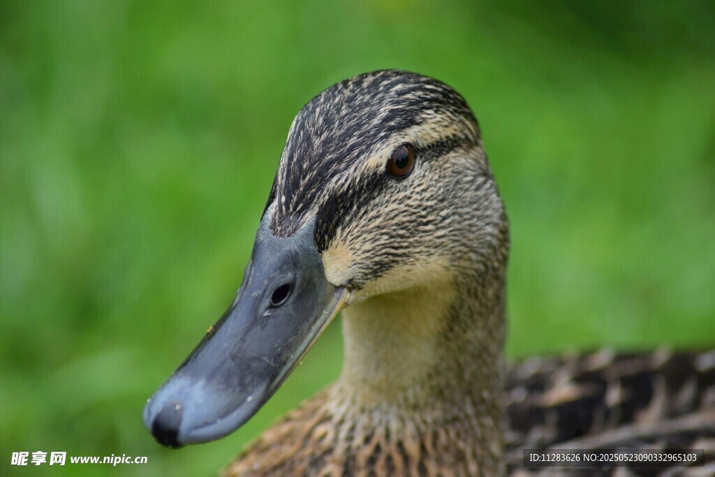 特写的斑纹鸭头部