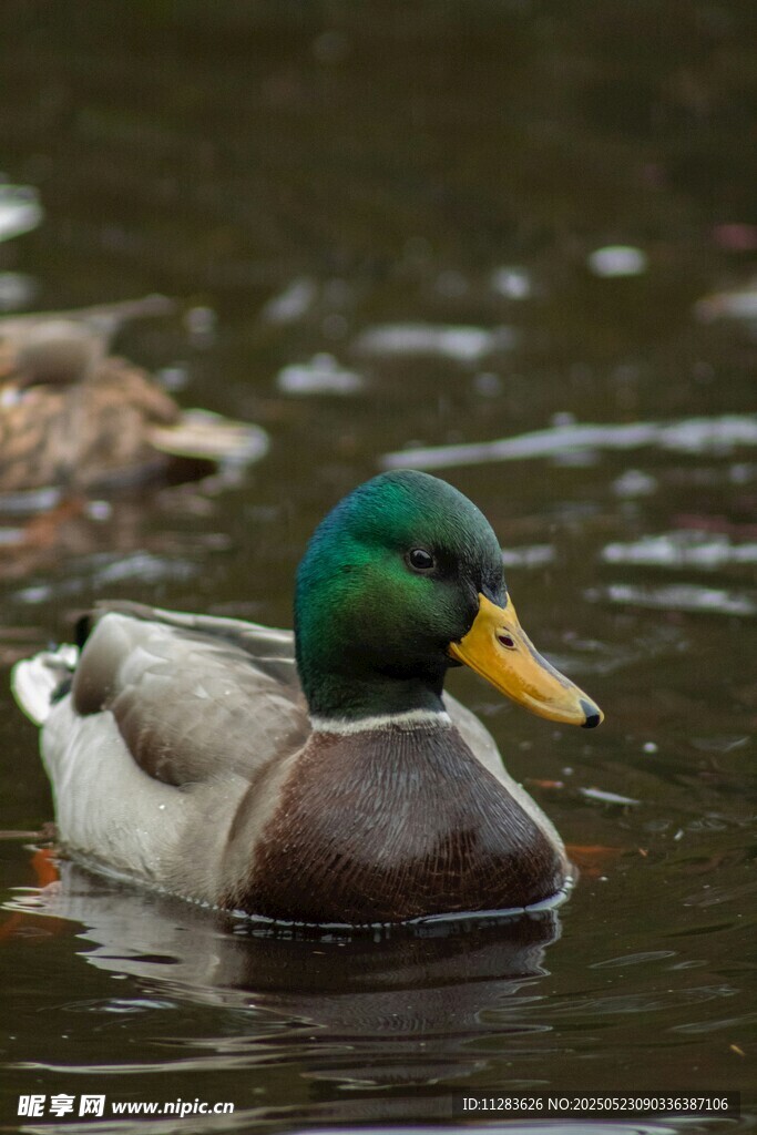绿头鸭水中悠然游动