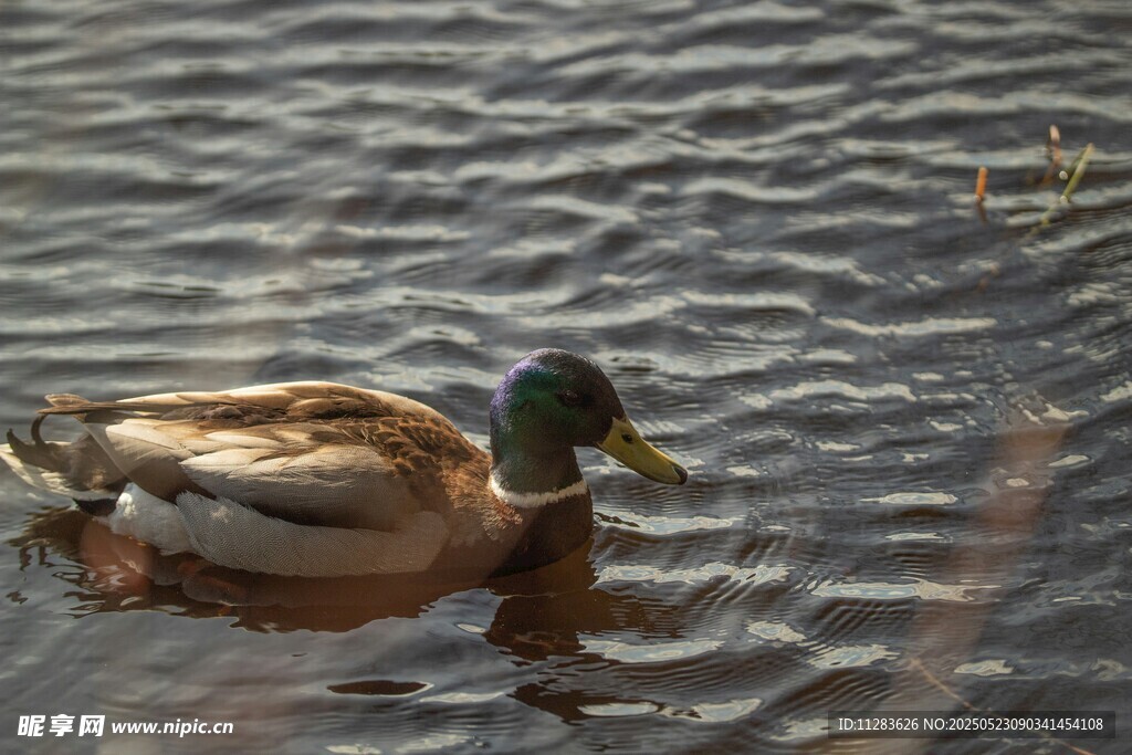 水中游弋的绿头鸭