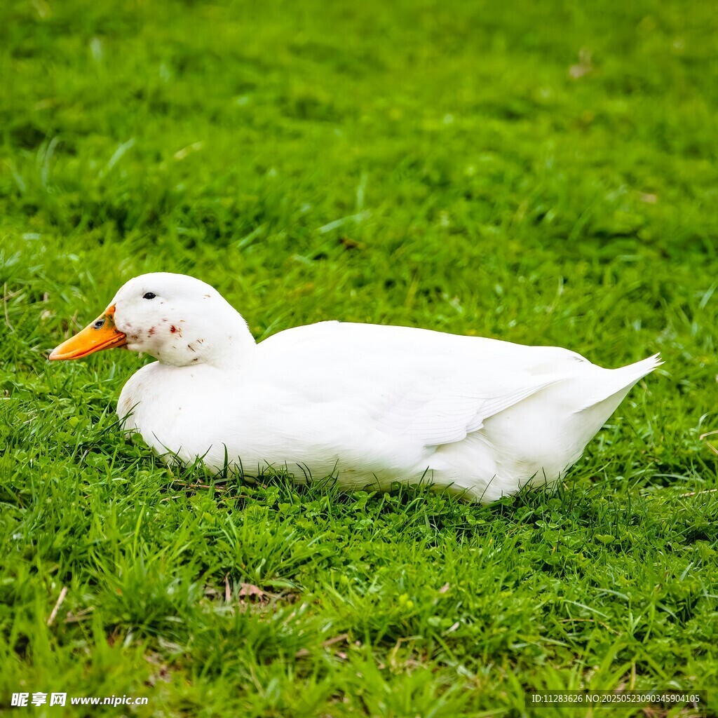 草地上休憩的白色鸭子