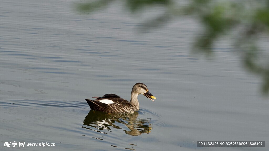 水中游弋的可爱小水鸟