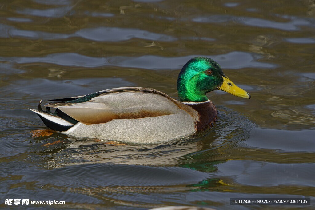 绿头鸭水中悠然游动