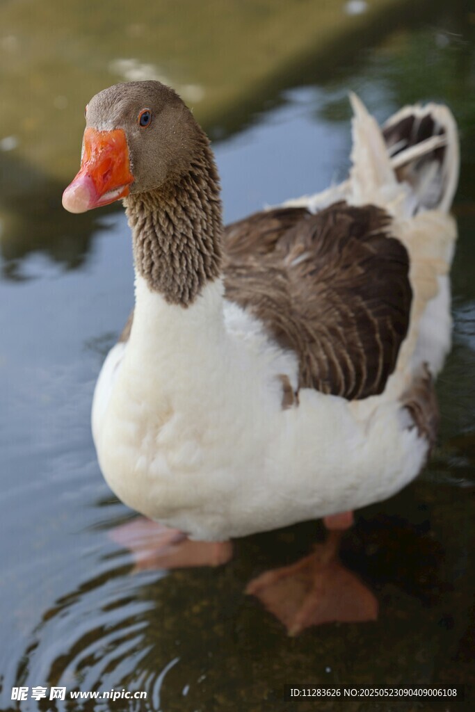 水中站立的灰白相间鹅