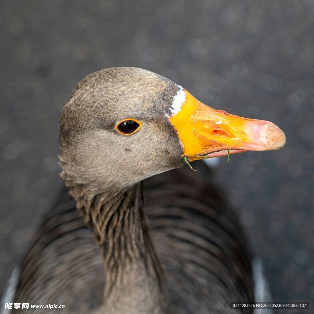 灰羽黄喙的独特鸭子