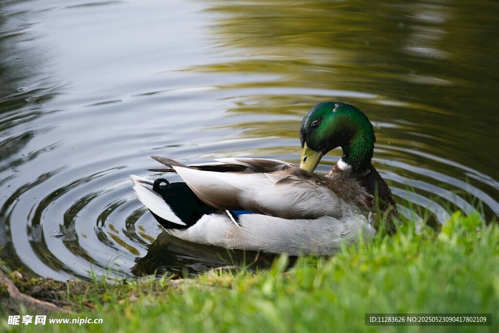 绿头鸭悠游于水边