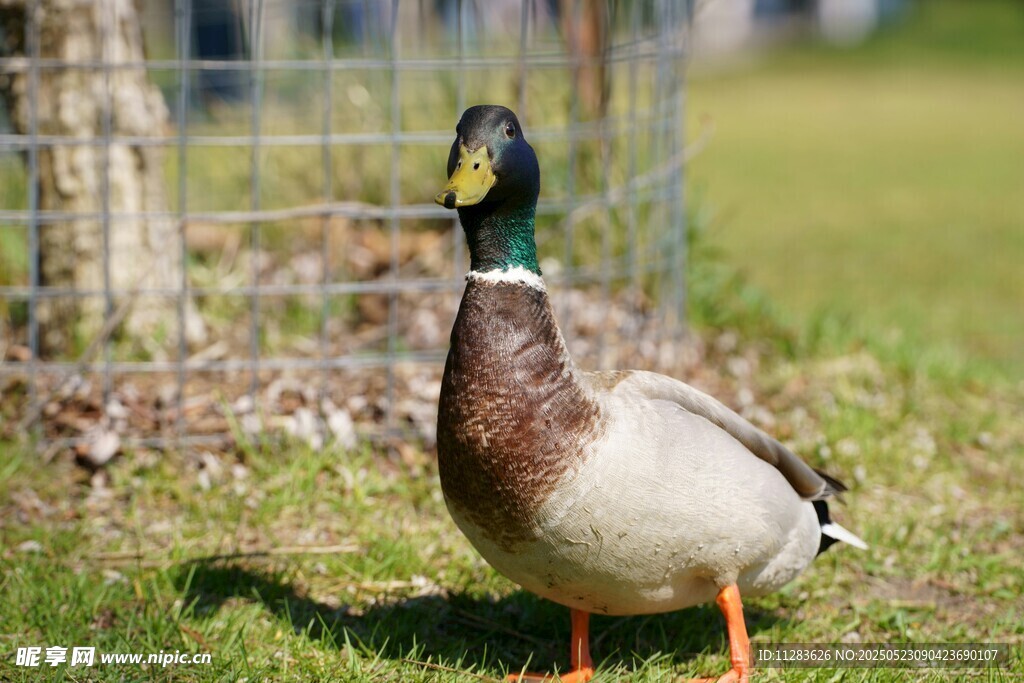 草地上的绿头鸭
