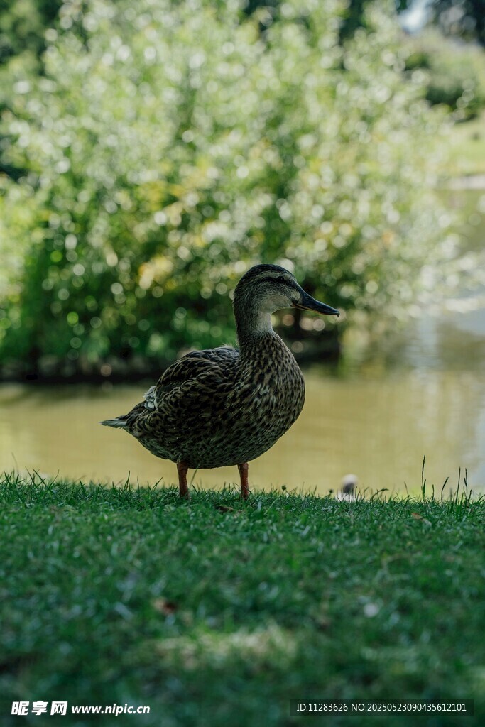 草地上的鸭子