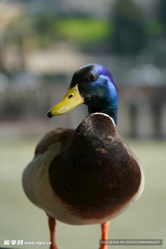 多彩头颈的站立野鸭