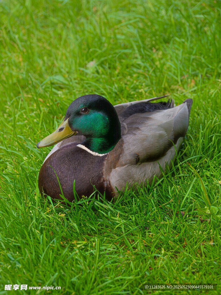 草地上休憩的绿头鸭