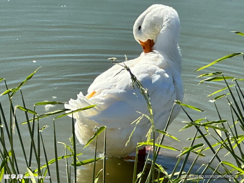 水中白鸭整理羽毛