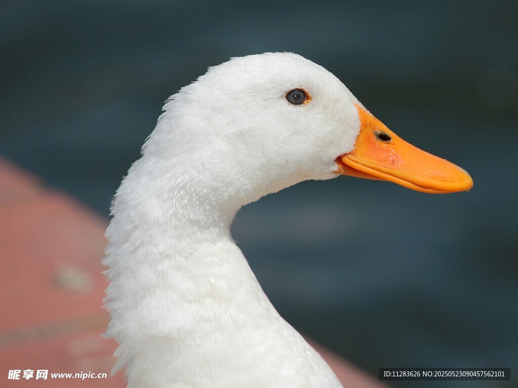 白鸭特写