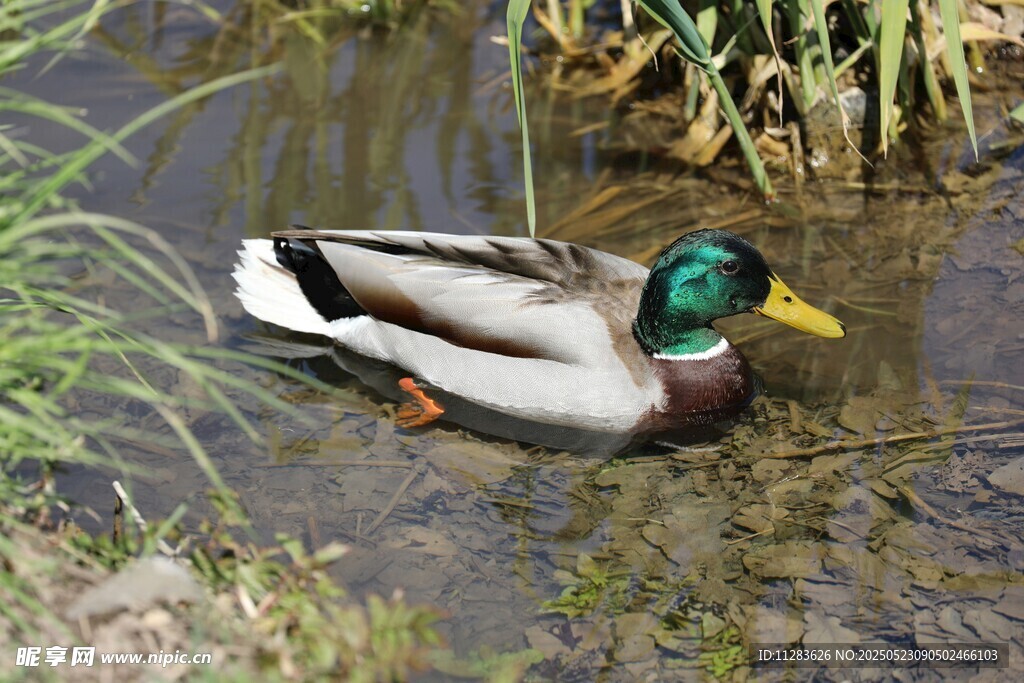 池塘中悠游的绿头野鸭