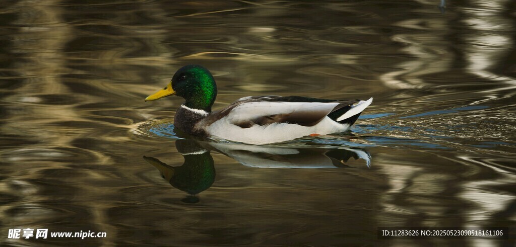 绿头鸭水中悠然游弋
