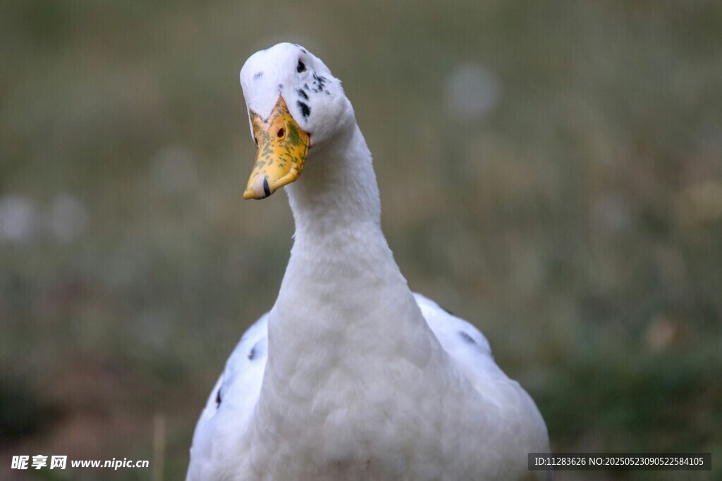 呆萌白鸭歪头特写