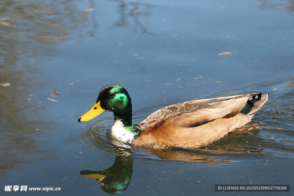 绿头鸭水中悠然游弋