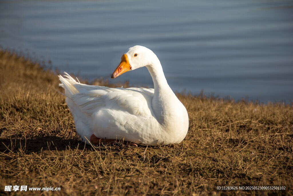 草地上休憩的白鹅