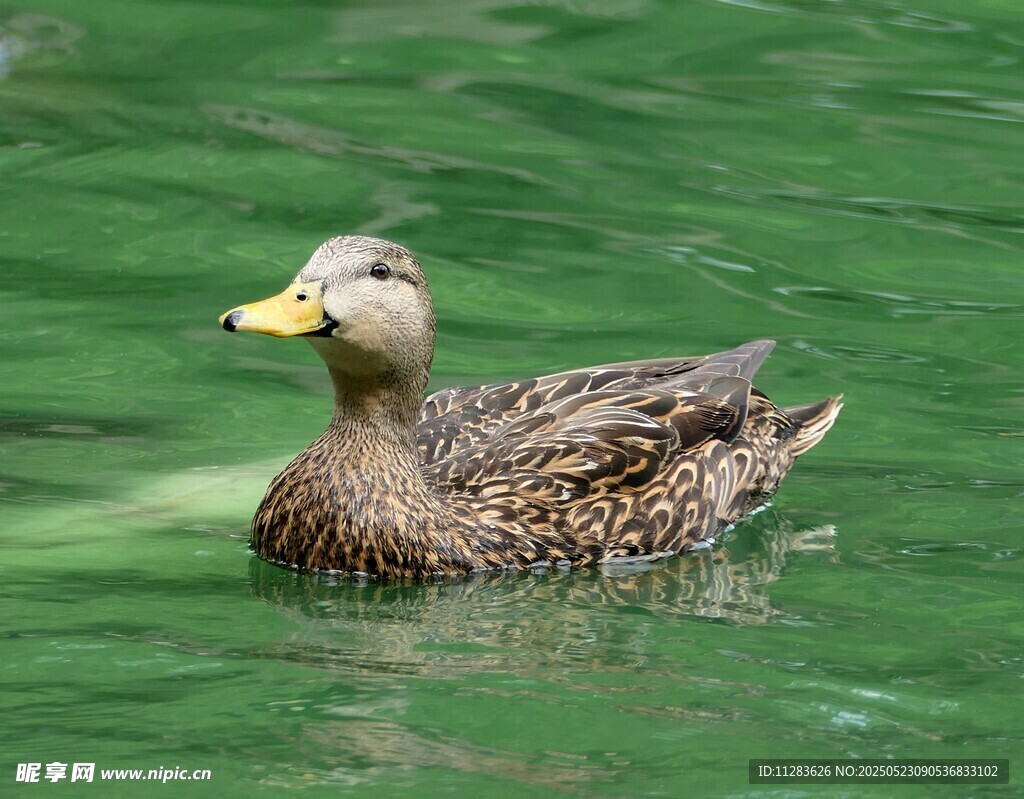 绿水中游动的棕色鸭子