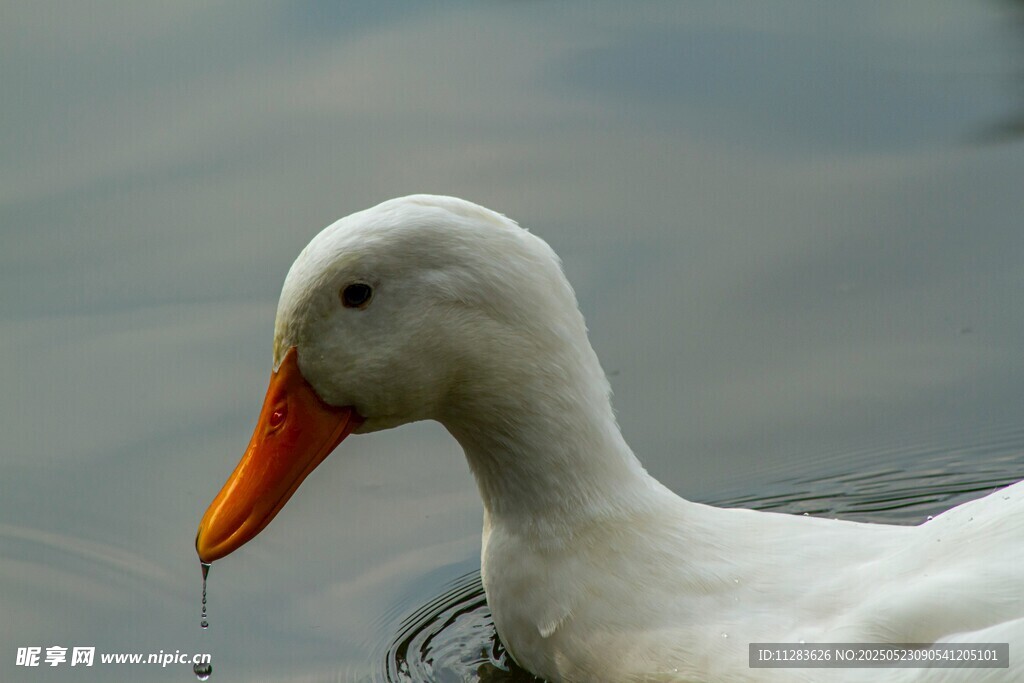 水中白鸭特写