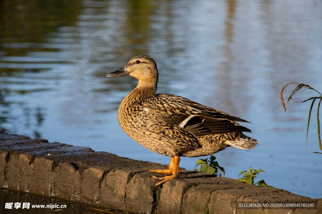 岸边休憩的鸭子