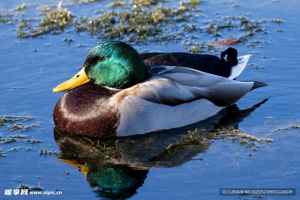 绿头鸭悠游于水面