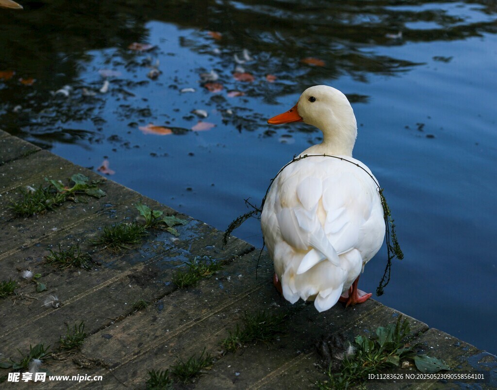 岸边白鸭望水面