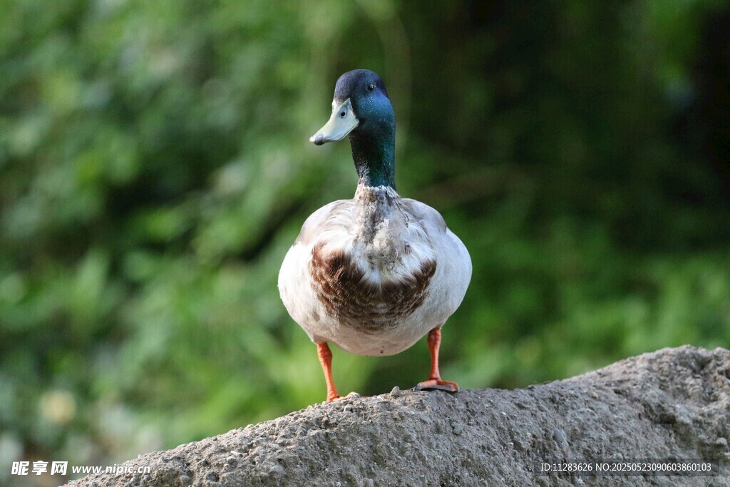 岩石上的绿头鸭