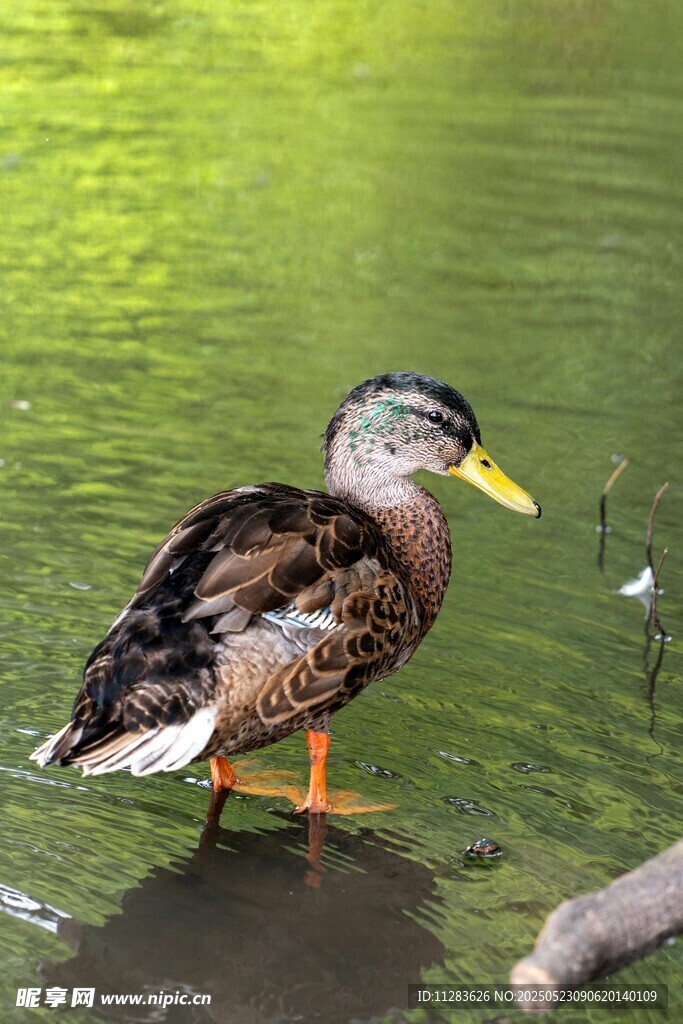 水中站立的多彩野鸭