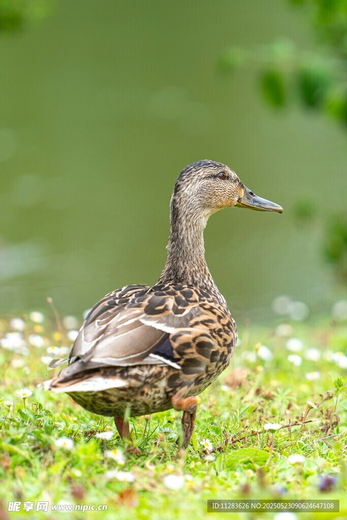 草地上的一只野鸭