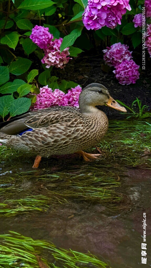 池塘边的紫花与绿头鸭