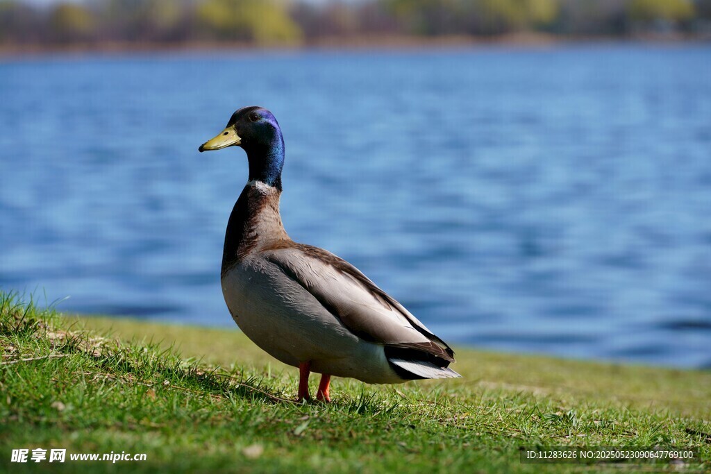 湖畔绿地上的单只野鸭