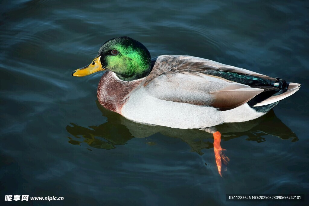 绿头鸭水中悠然游动
