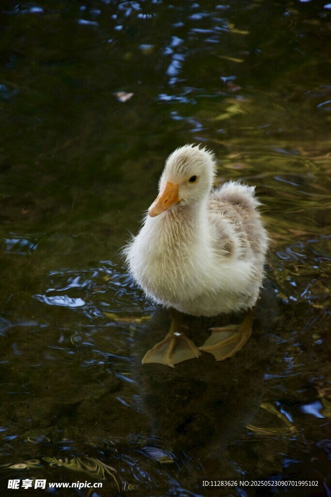 水中白鸭悠然自得