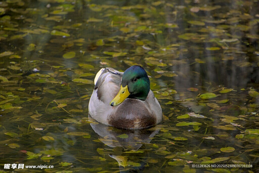 绿头鸭悠游于浮萍水面