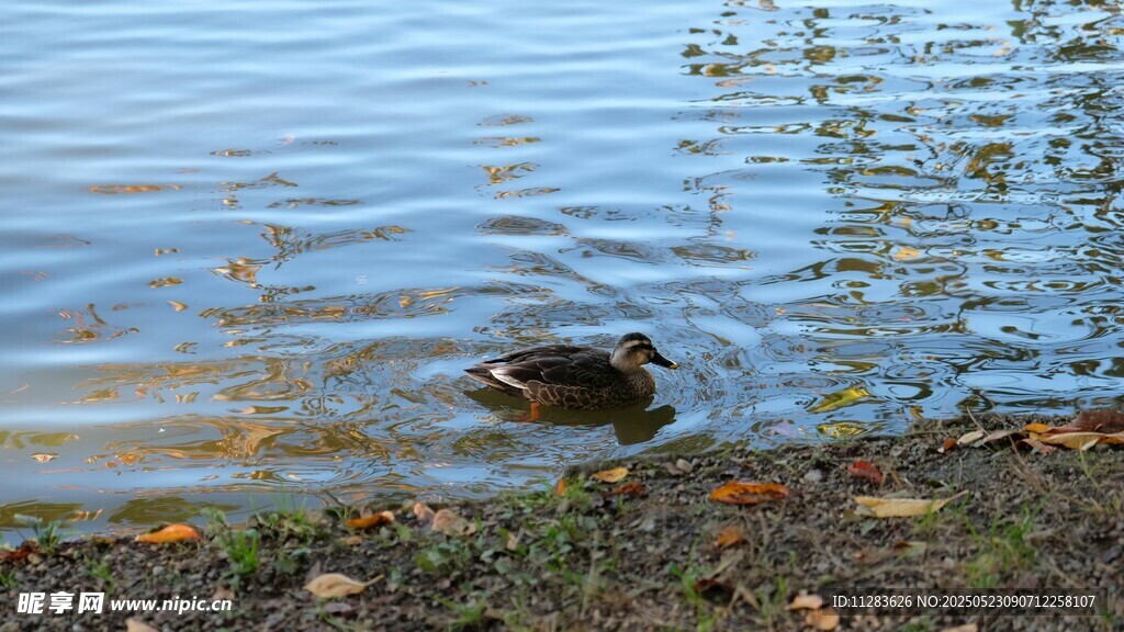 水中鸭子悠游