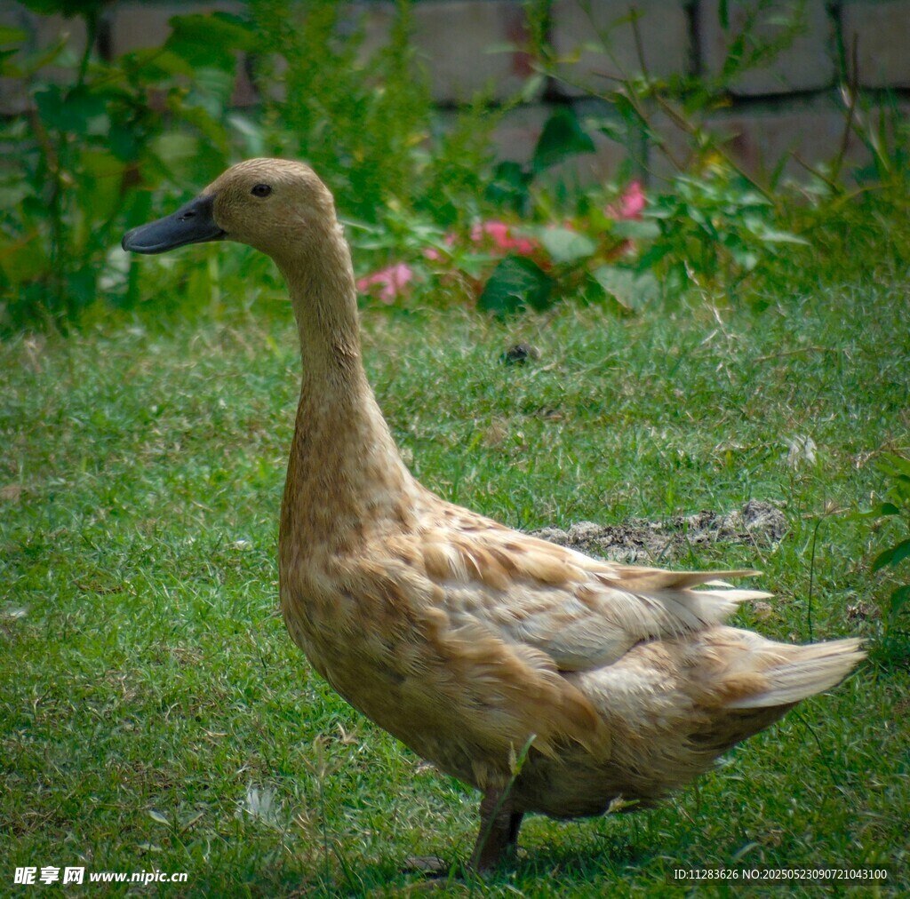 草地上的棕色鸭子