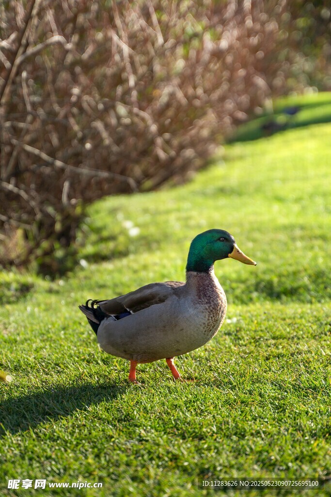 绿草地上的独行野鸭