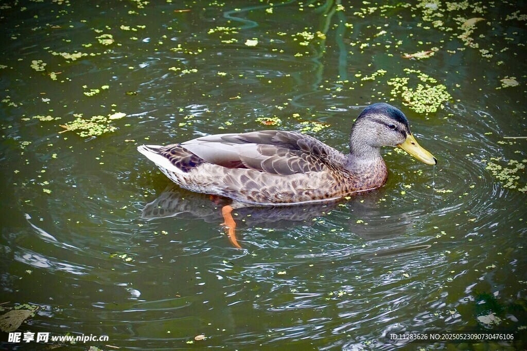 水中游弋的绿头鸭