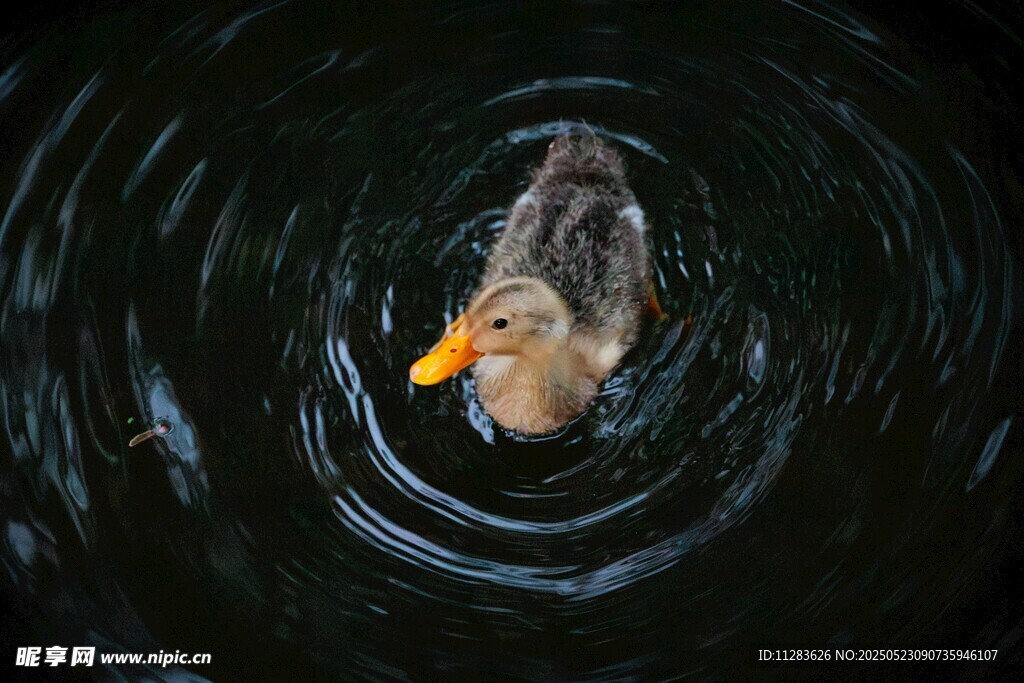 水中游鸭泛起圈圈涟漪