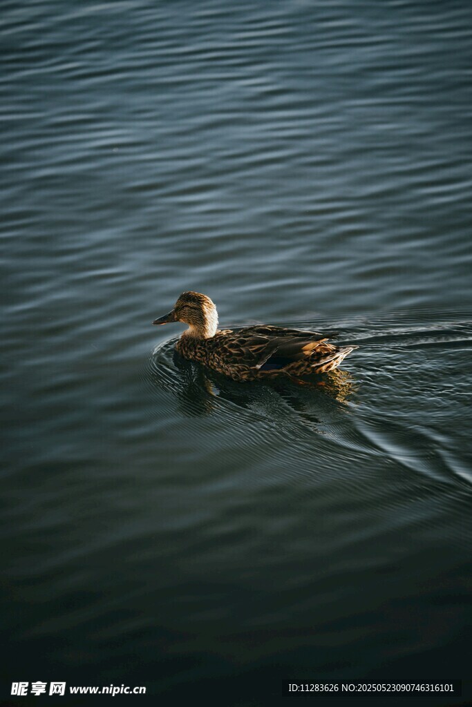 水中游弋的鸭子