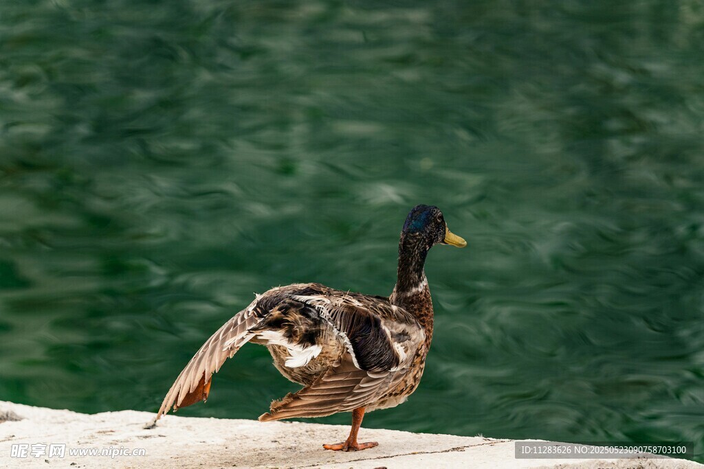 岸边展翅的鸭子
