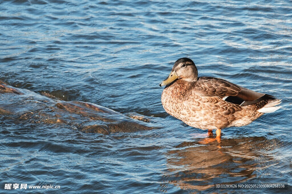 水中的鸭子