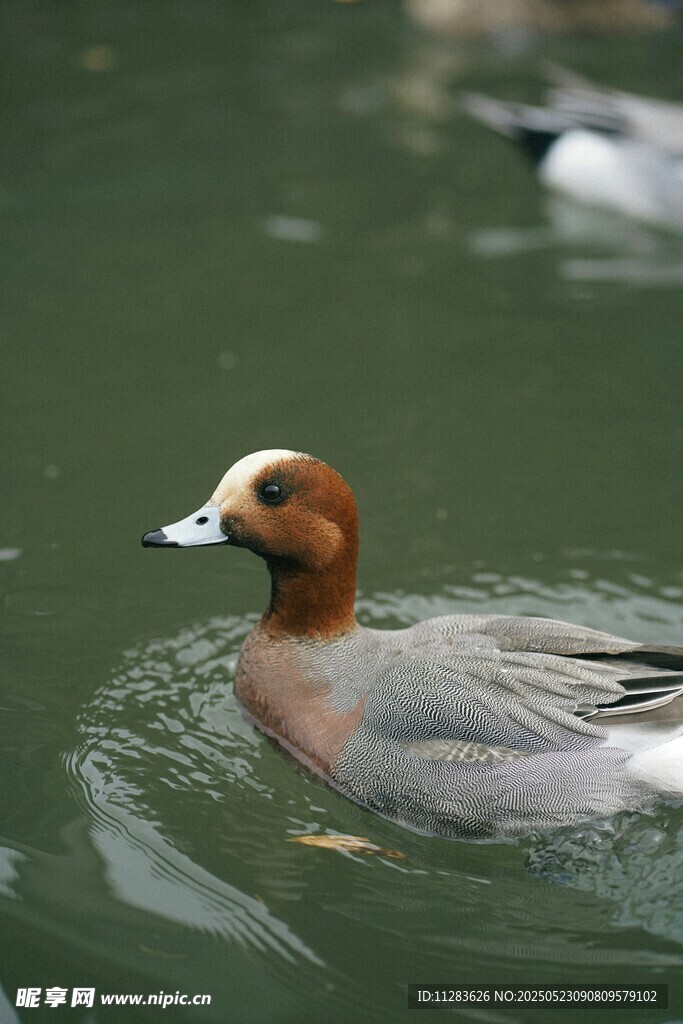 水面游弋的灰褐色野鸭