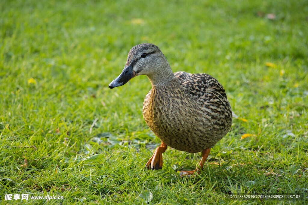草地上行走的一只野鸭