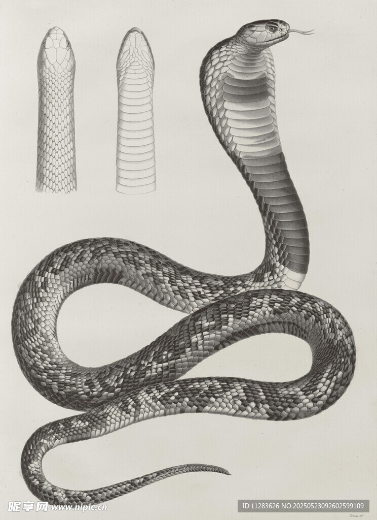 复古风格眼镜蛇插画