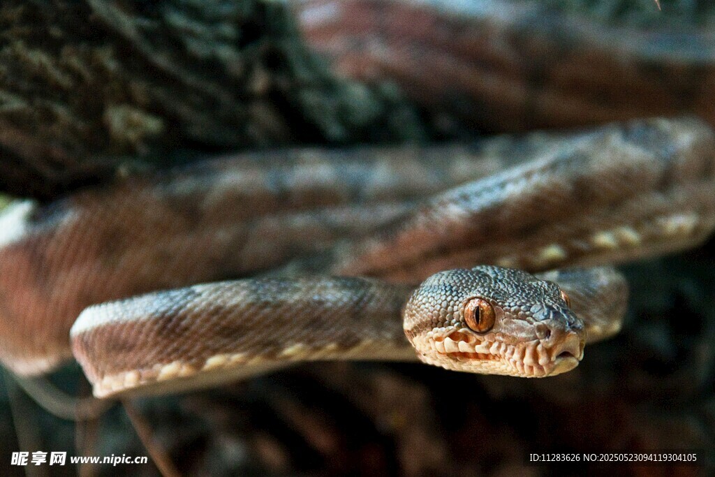 树枝上的蛇特写