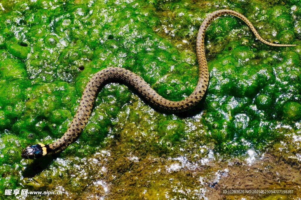 草丛中的蜿蜒蛇类