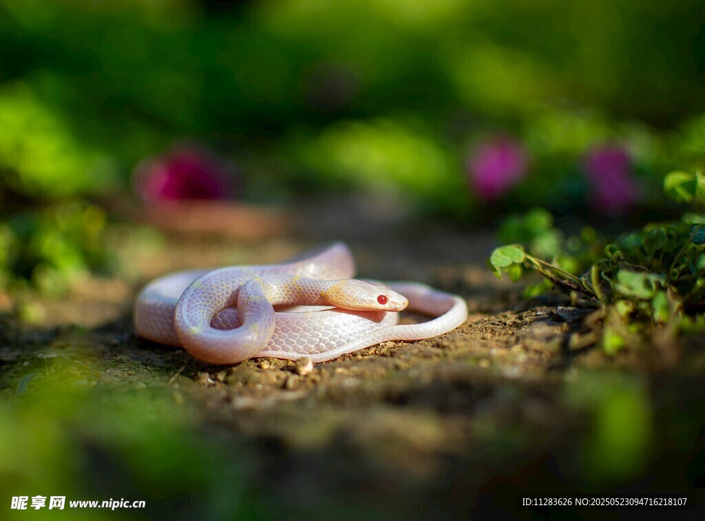 草丛中的粉色小蛇