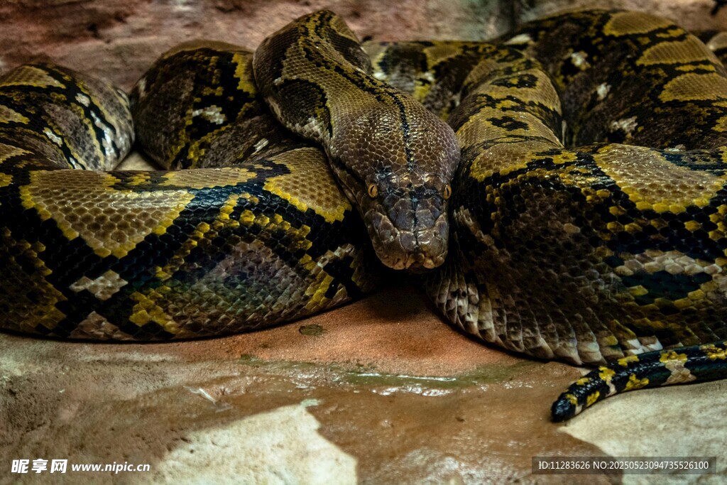 盘卧的大型蟒蛇
